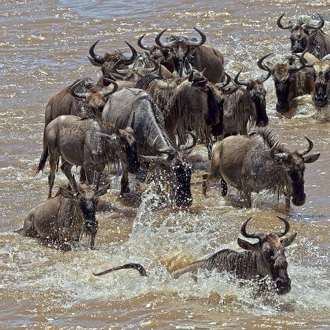 087 Tanzania, N-Serengeti, migratie van de gnoes.jpg